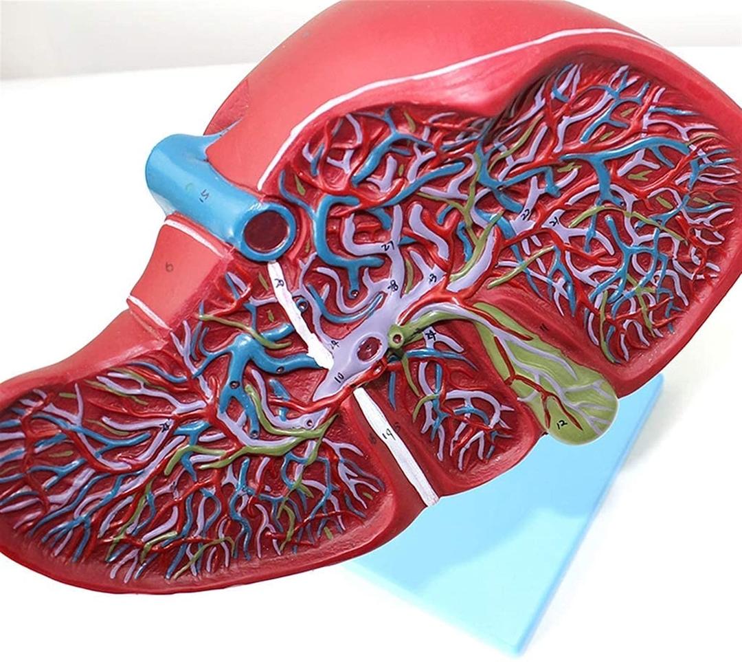 HSCYLWJ Body Model Anatomical Liver Model - Human Liver Anatomy Model - Hepatobiliary Cystic Duct Structure Digestive System Model,Medical Models & Educational Materials