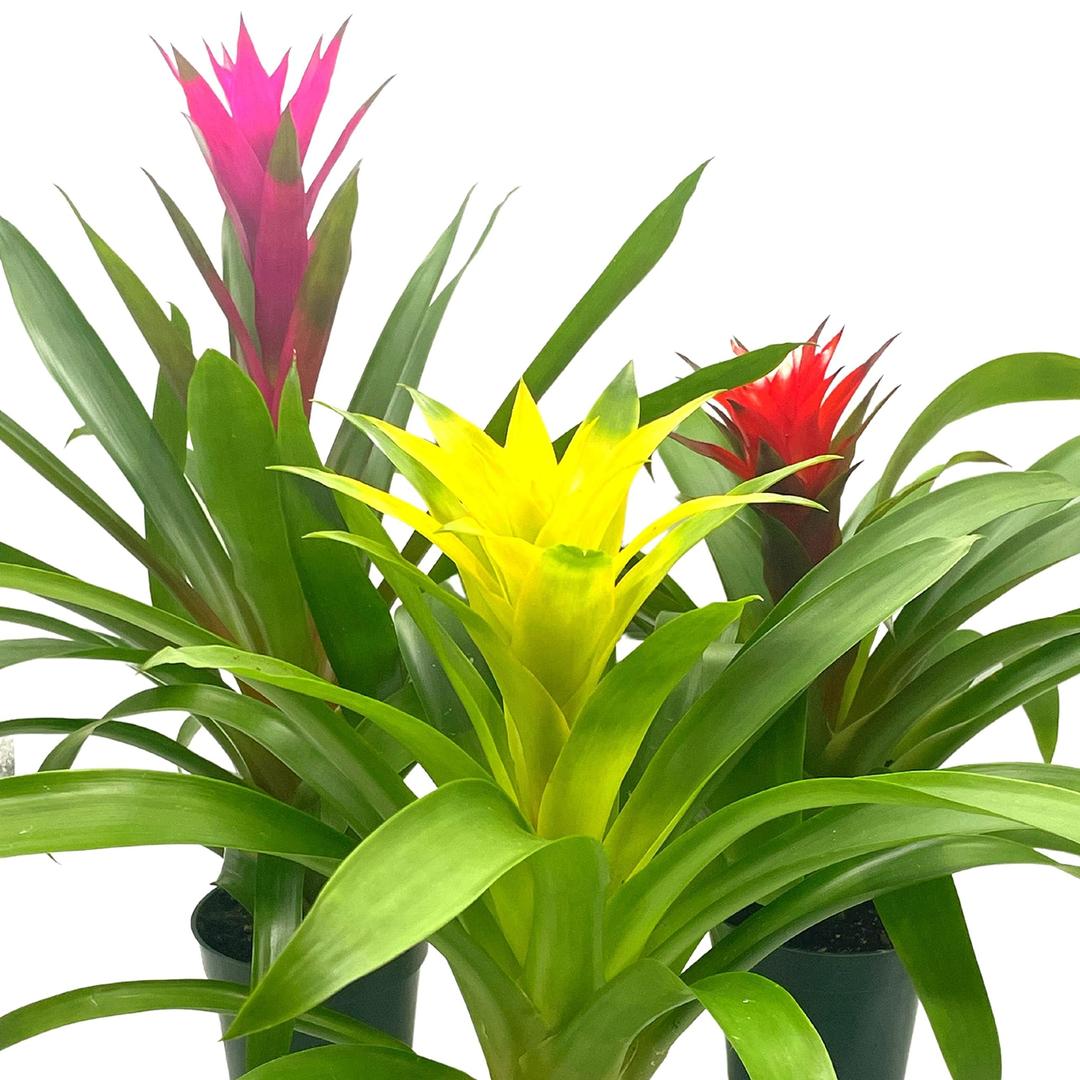 BubbleBlooms Colorful Bromeliad Assortment, 4 inch Set of 3, Guzmania Variety