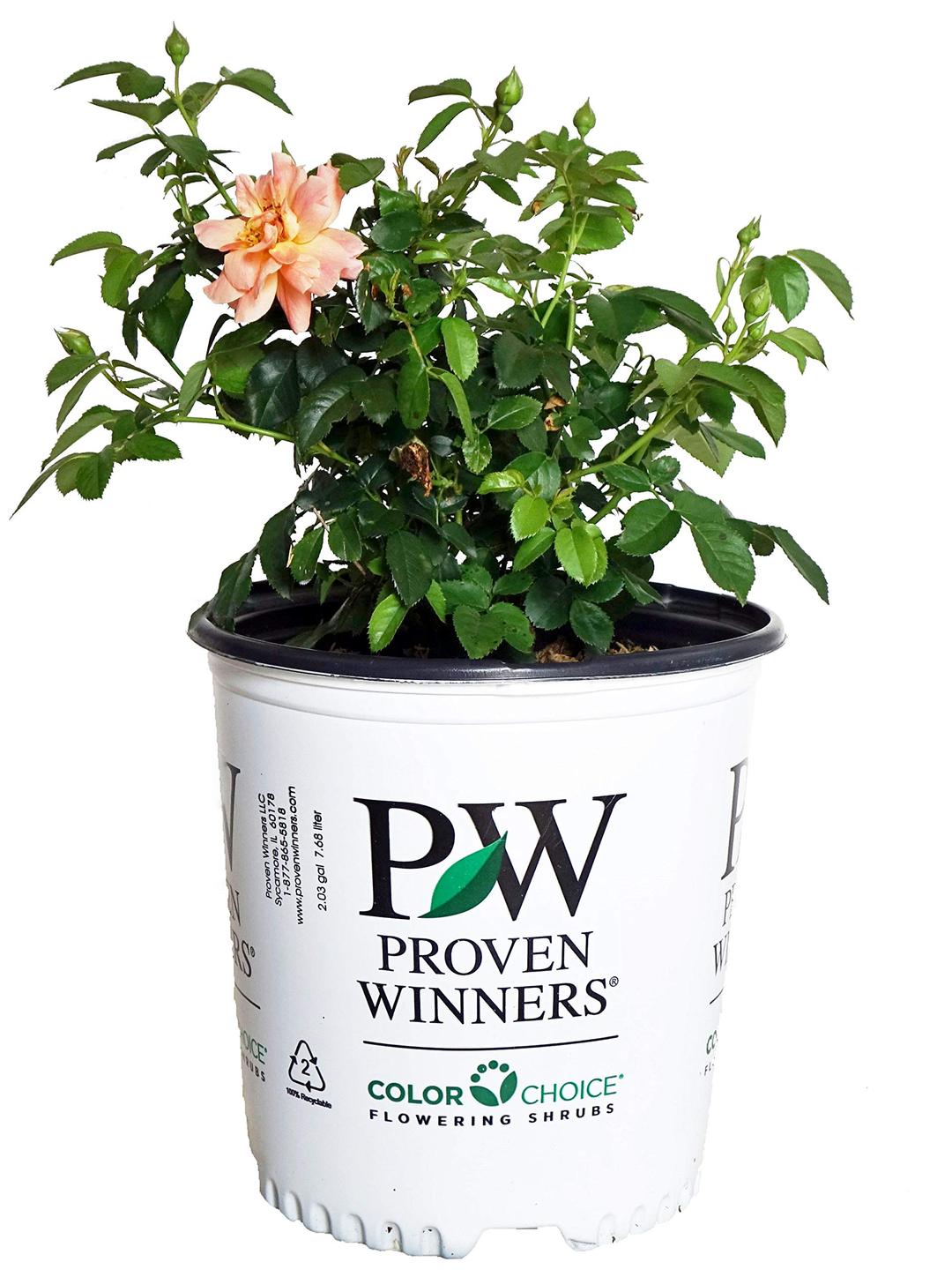 Proven Winners - ROSA `AT LAST` (Rose) Rose, orange flowers, #2 - Size Container