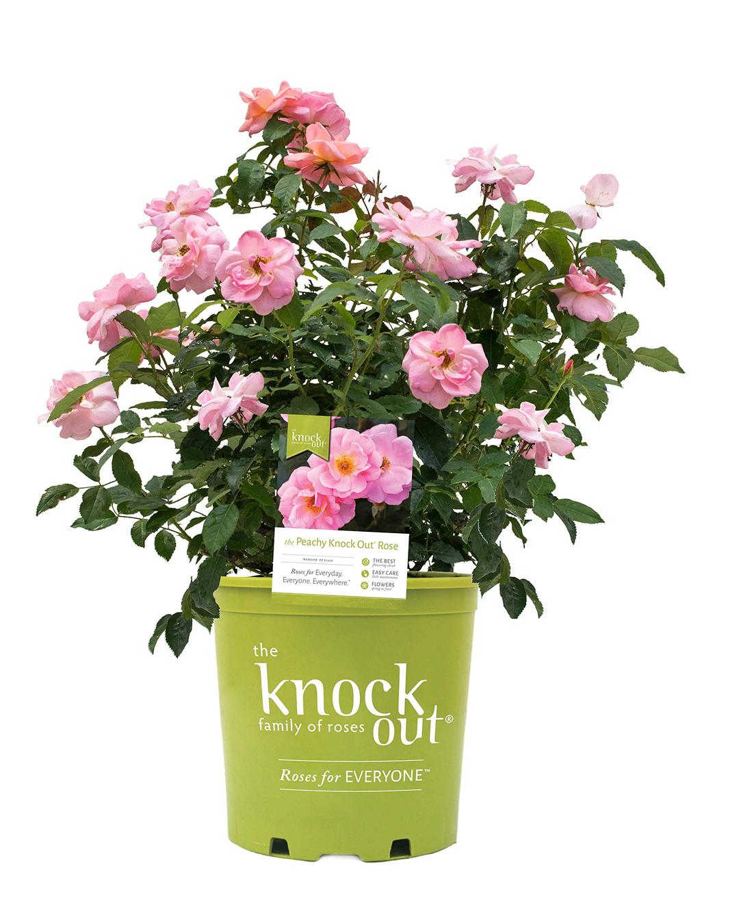 Green Promise Farms Rosa `Peachy Knock Out` (Reblooming) Rose, 2 Size Container, peach flower