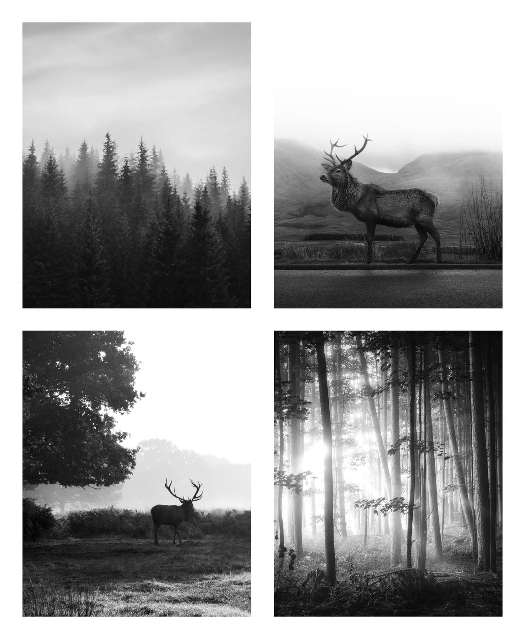 SRUOLOC Black and White Wall Art Prints: 8x10 Unframed Country Nature Landscape Picture Set of 4 Misty Forest Photography Wildlife Deer Photo Wall Decor for Living Room Bedroom