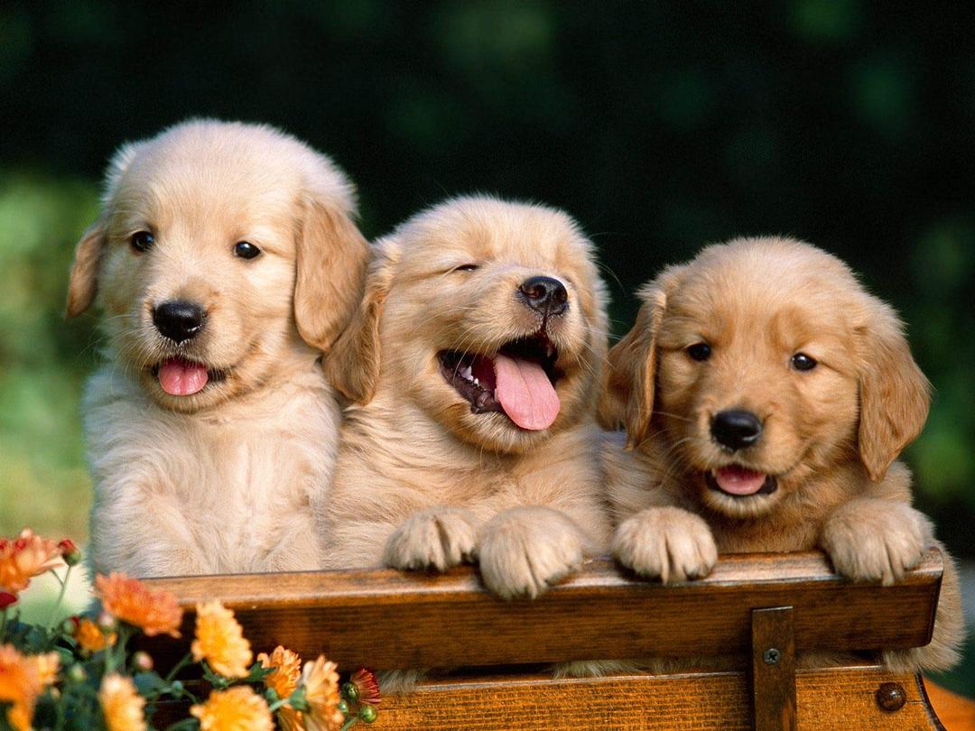 ConversationPrints Golden Retriever Puppies Glossy Poster Picture Photo Dog Puppy Labrador aww