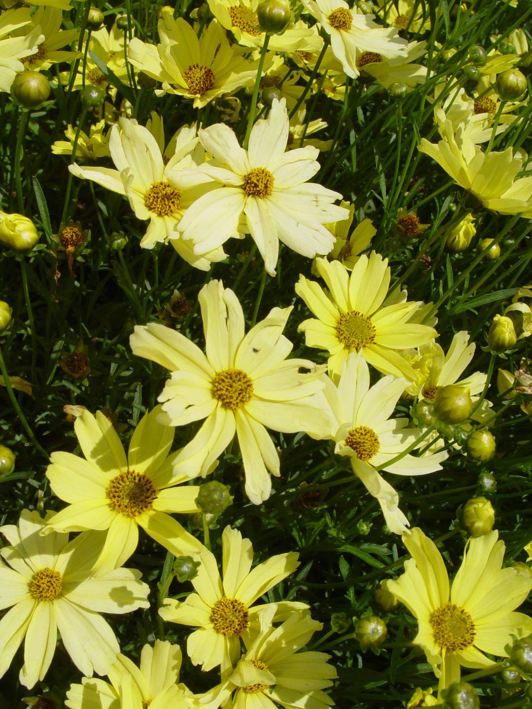 Coreopsis verticillata 'Moonbeam' (Tickseed) Perennial, pale yellow flowers, 1 - Size Container