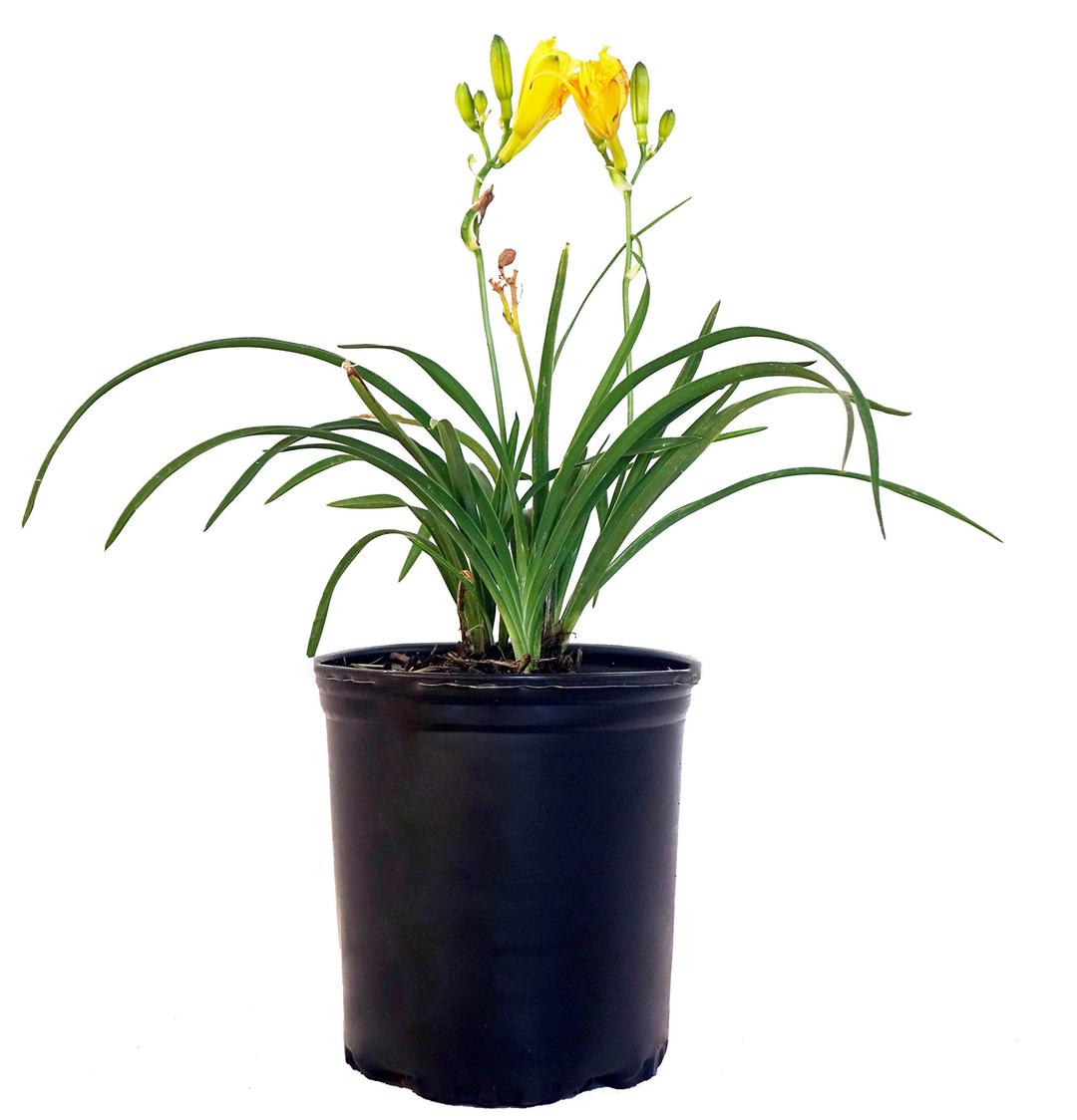 Hemerocallis 'Stella D'Oro' (Daylily) Perennial, yellow flowers, 1 - Size Container