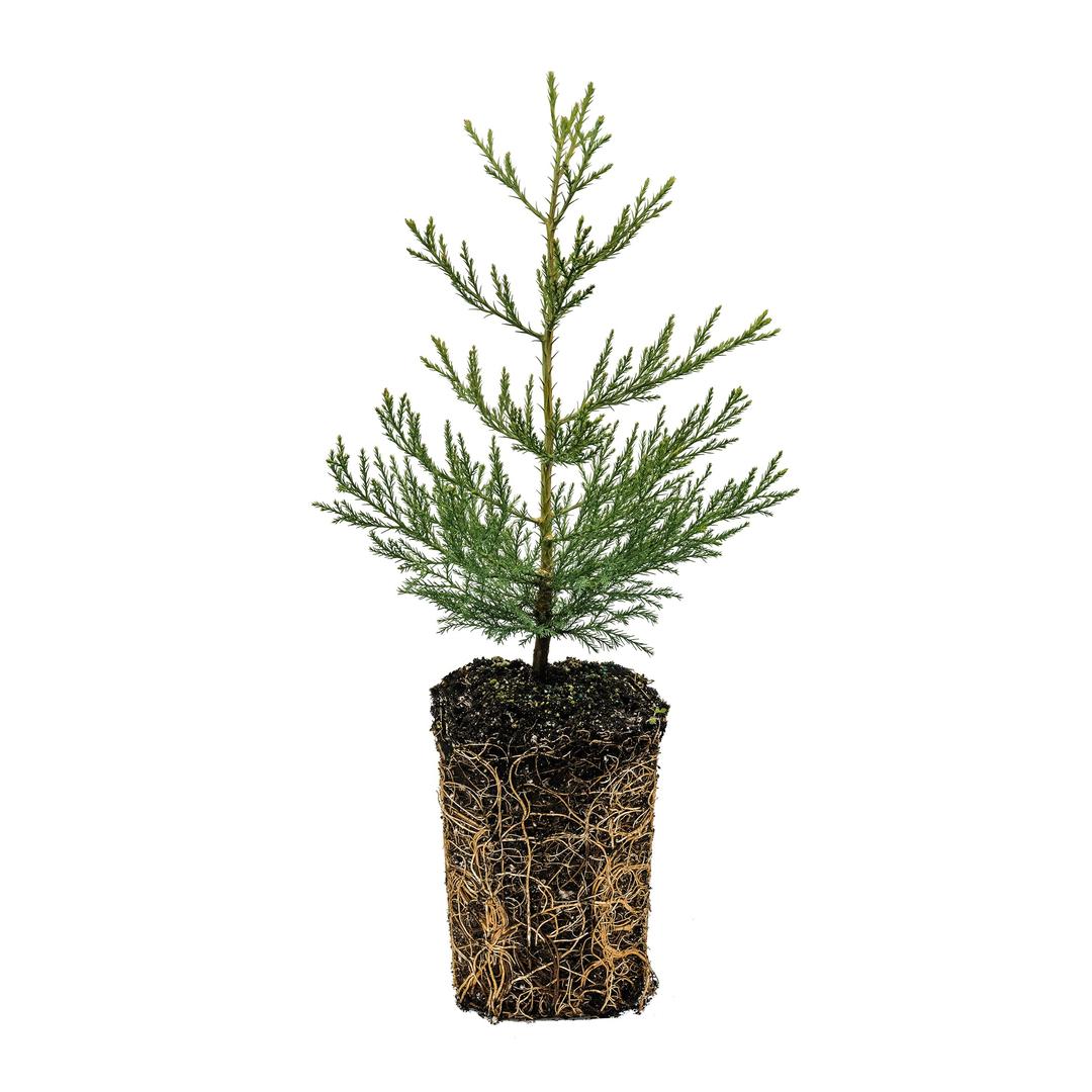 Giant Sequoia | XL Tree Seedling | The Jonsteen Company