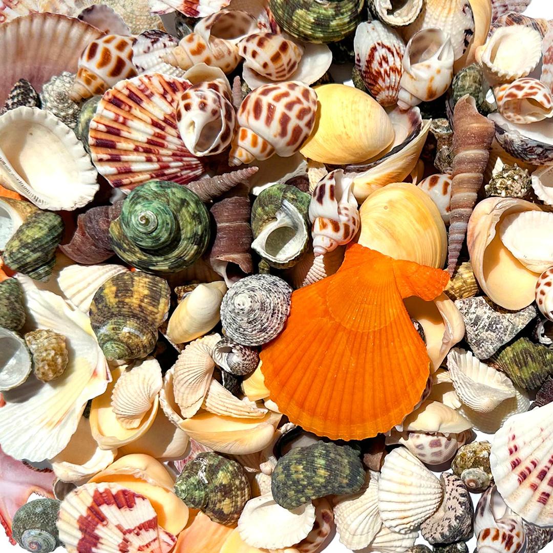 Famoby210pcs Mixed Beach Seashells Sea Shells Conch for Beach Theme Party Decorations DIY Crafts Candle Making Fish Tank Vase Fillers Home Decorations