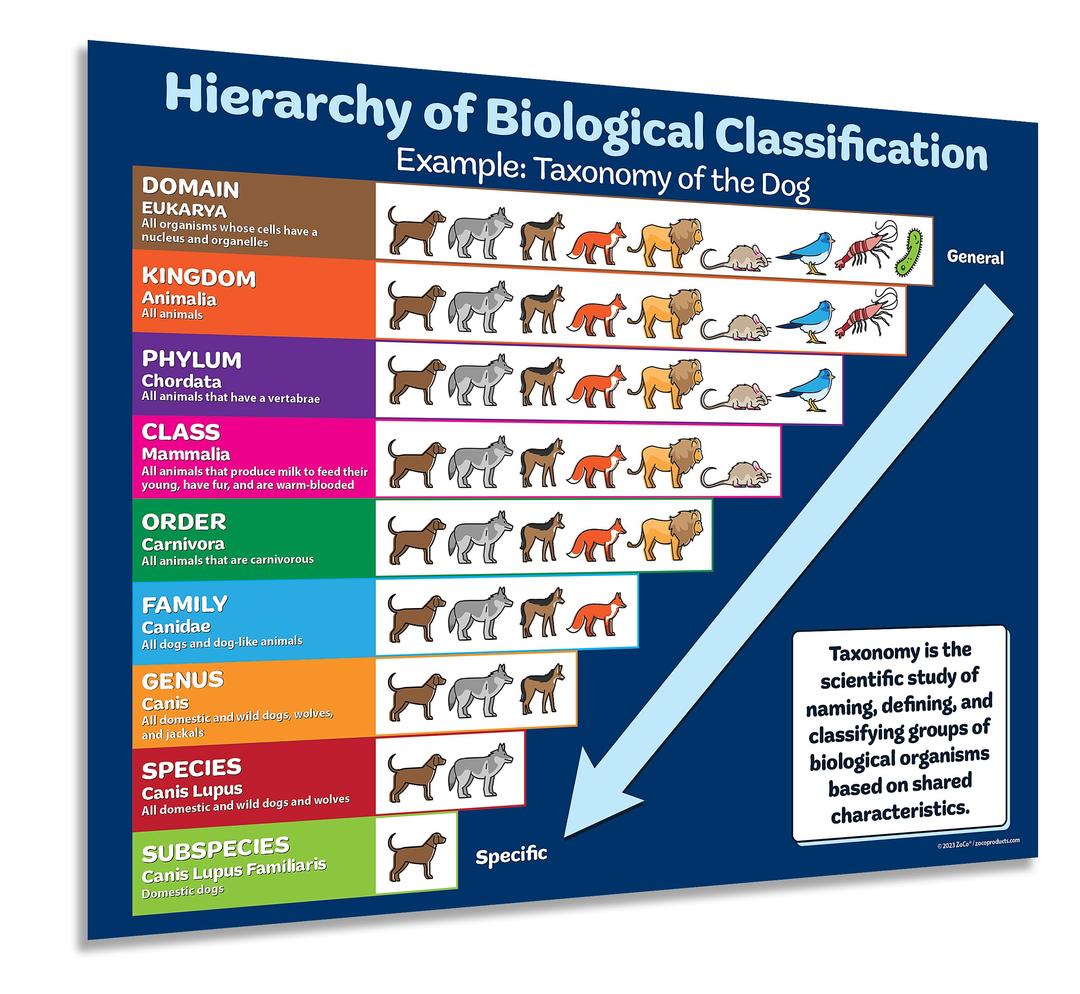 ZOCO - Biology Poster - Hierarchy of Biological Classification - Taxonomy Chart - Science Teacher Supplies & Decor for Elementary, Middle, High School Classrooms - Laminated, 17 x 22 inches