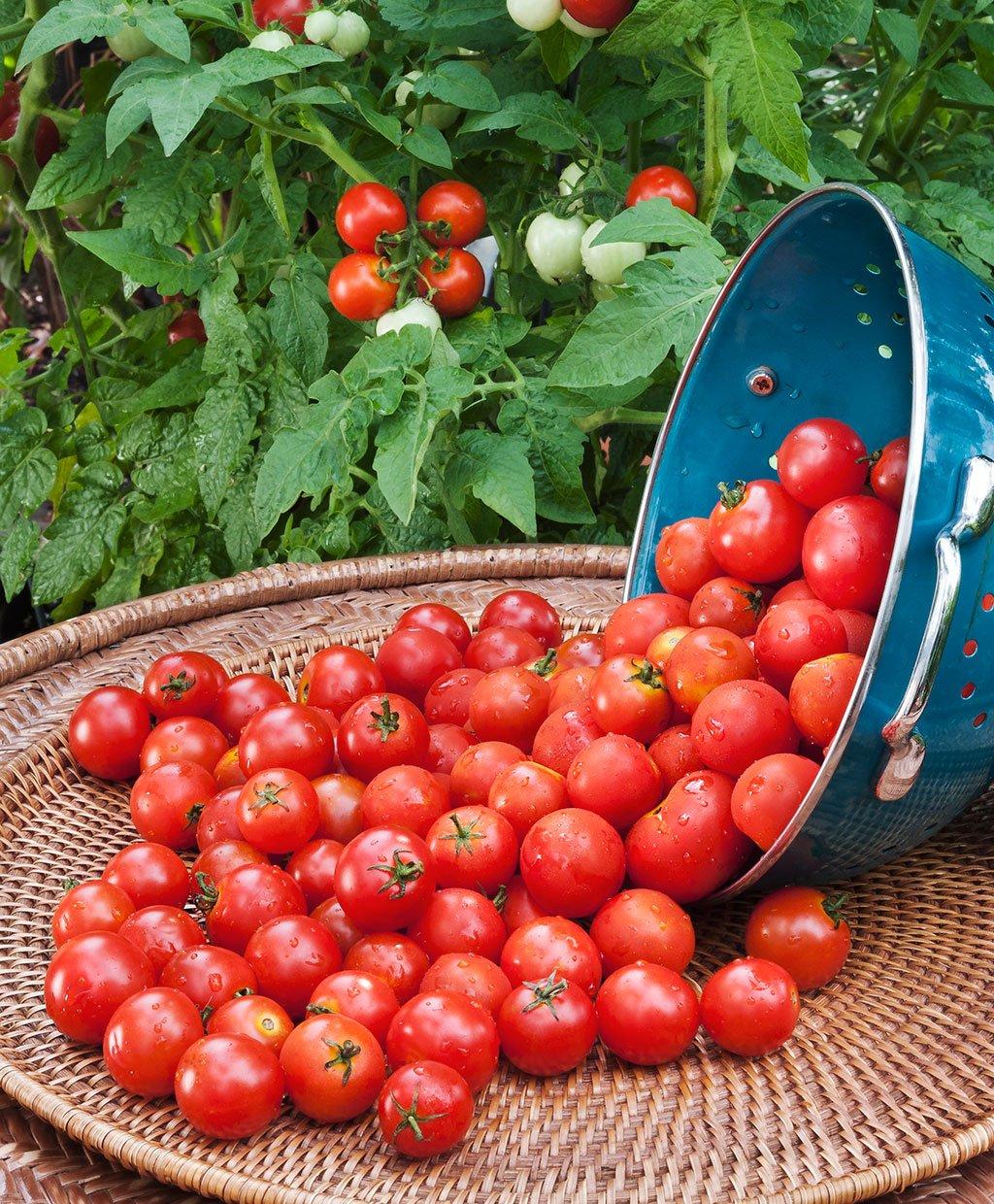 Yukio SEED CORNER - 100pcs Rare Husky Cherry Red Tomato Super Sweet Prolific, Organic Vegetable Seeds Exotic Hardy Perennial Garden