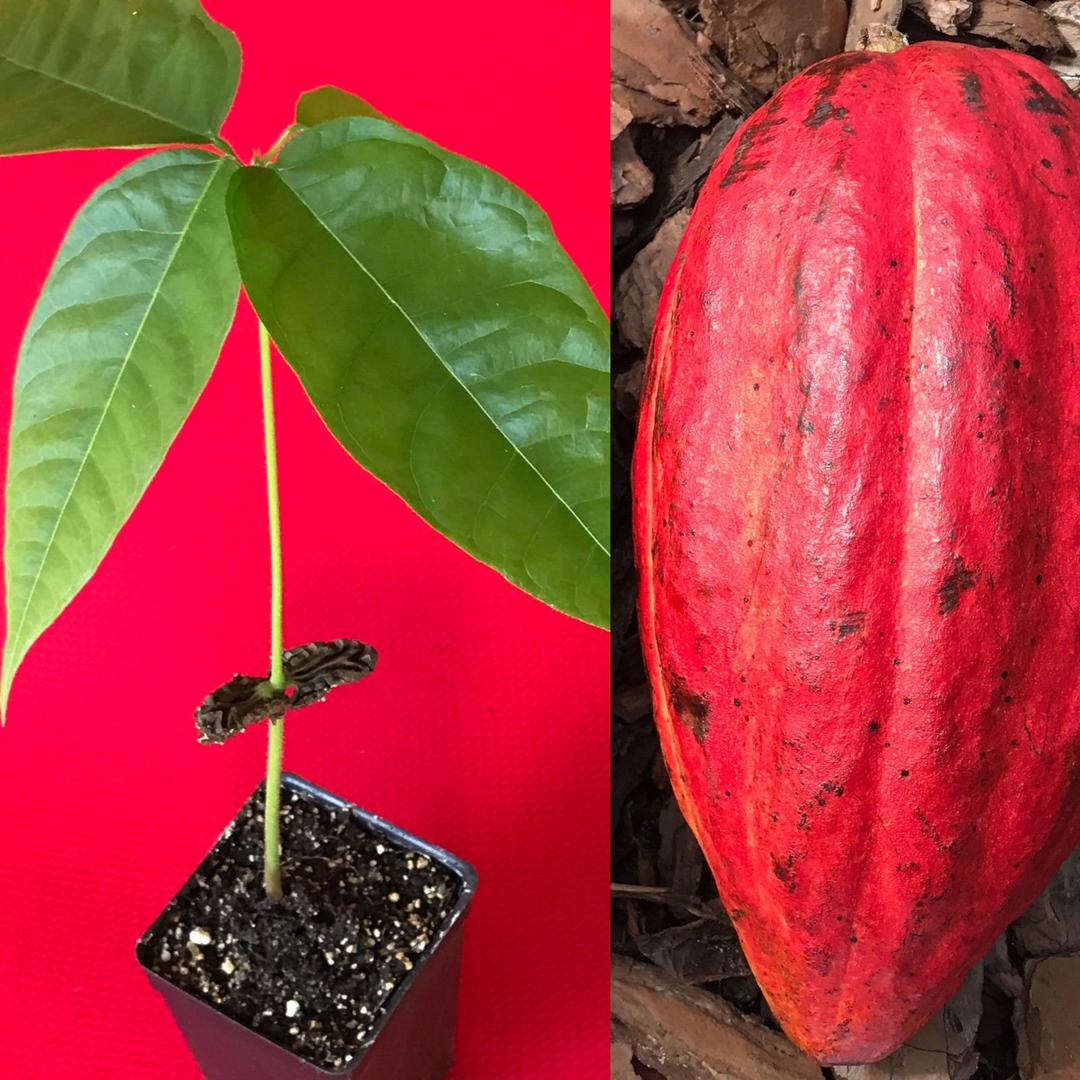 New and Healthy Red Theobroma Cacao Cocoa Chocolate Tropical Fruit Tree Potted Plant 10-13"