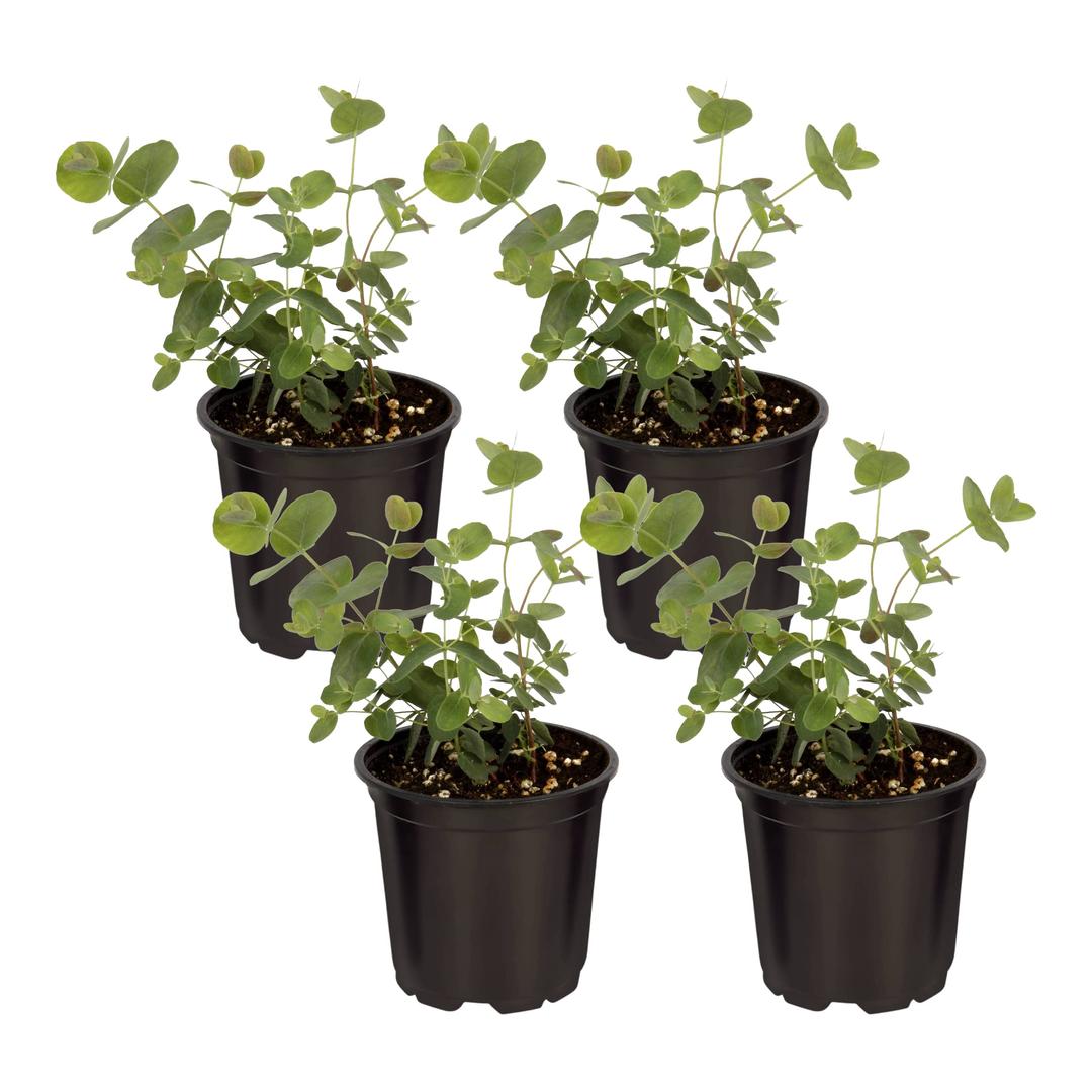 Live Aromatic and Healthy Herb - Eucalyptus (4 Per Pack) - Assorted Varieties, Natural Air Purifier, 10" Tall by 3" Wide