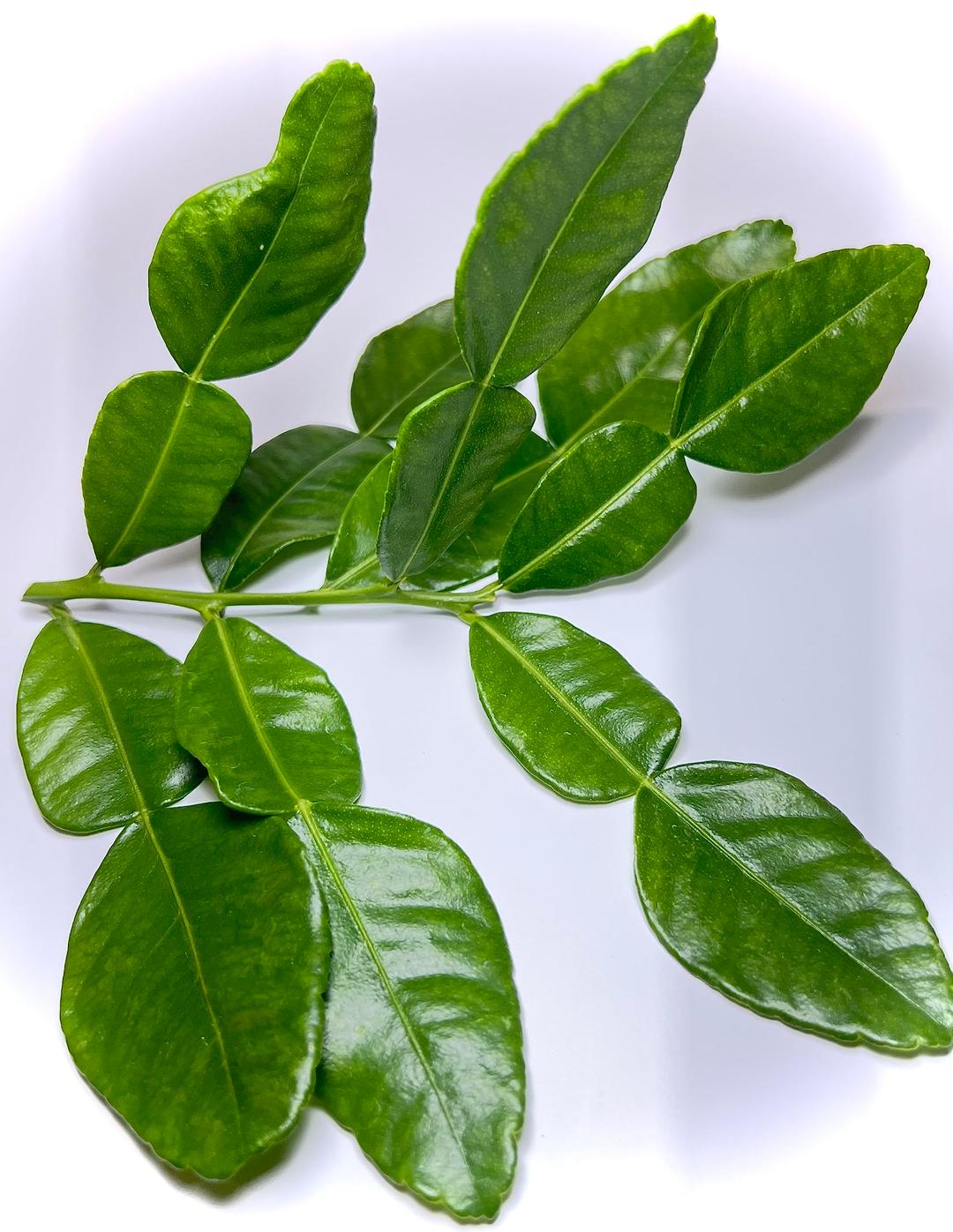 Fresh Kaffir Lime Leaves - 1 OZ.. Best on Amazon We carefully wrap the newly picked kaffir lime leaves in a green banana leaf to ensure that it arrives to you fresh and vibrant.