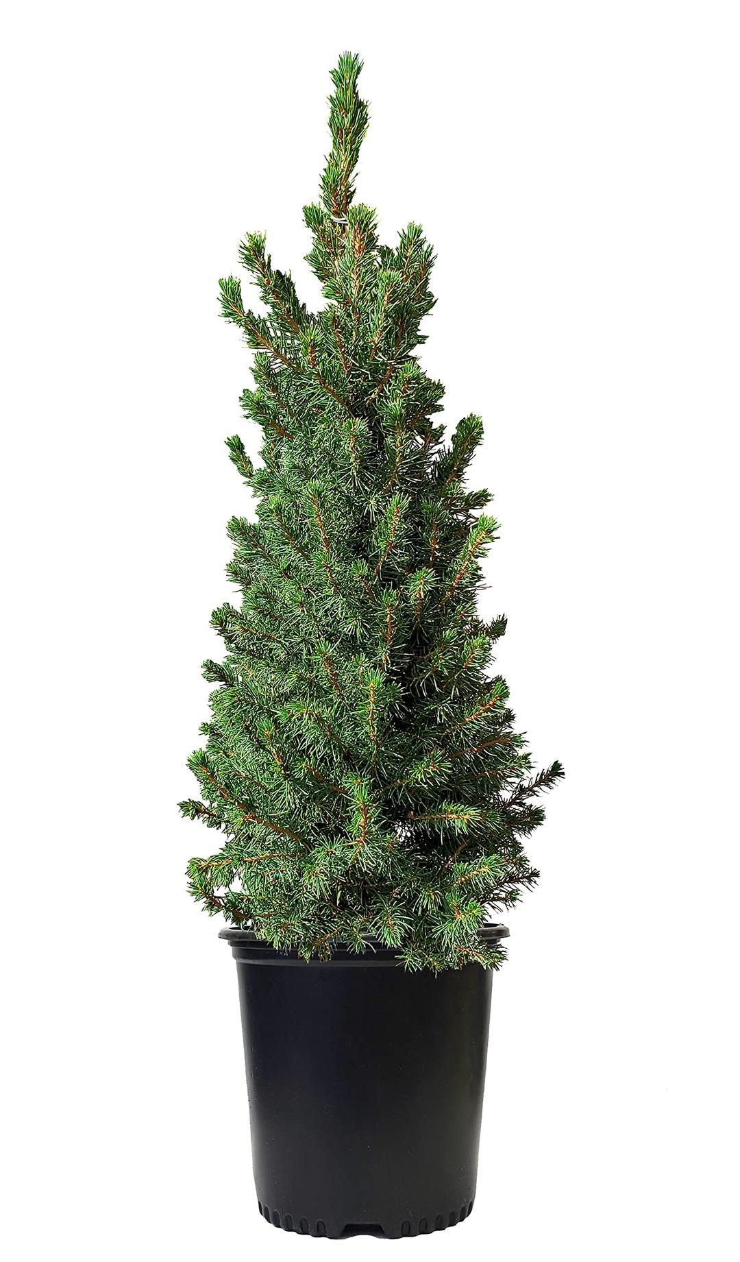 Green Promise Farms ENPCGC Outdoor Mini Christmas Tree, Evergreen Live, Picea Glauca ‘Conica’ Dwarf Alberta Spruce, 1-Gallon Potted Plant