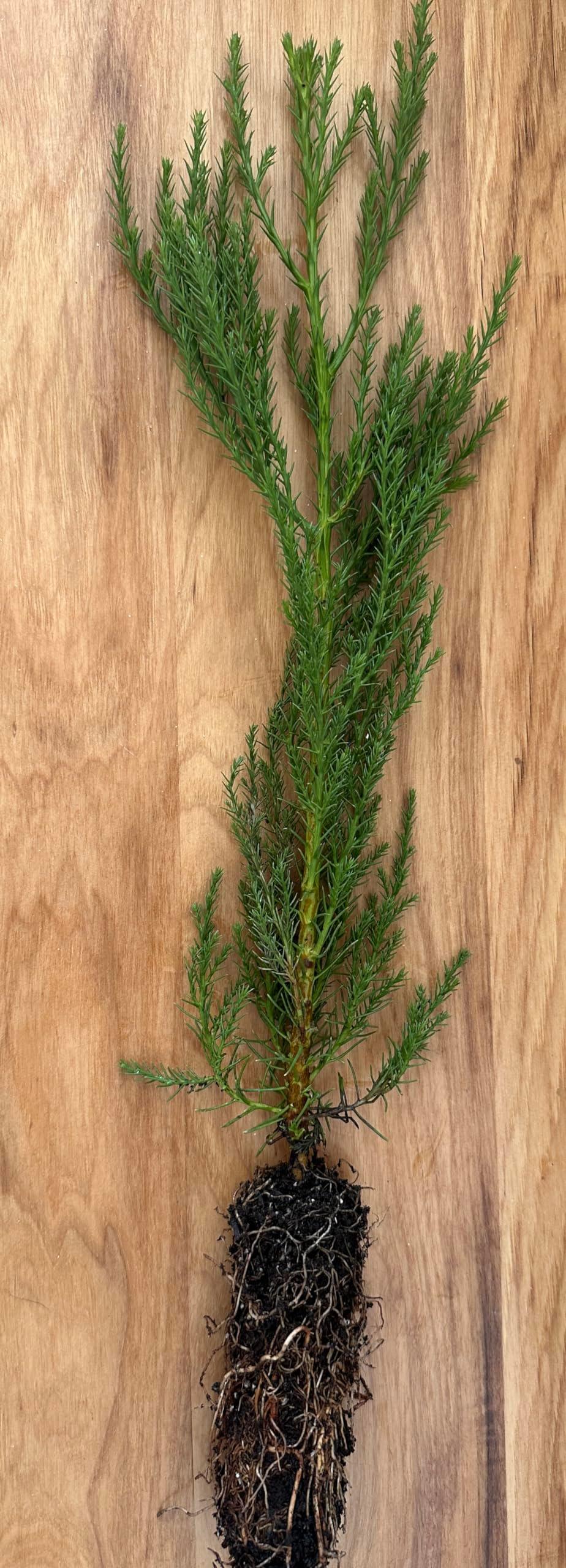 Live Giant Sequoia Tree Sapling (2-3' Tall)- Nature’s Giant in Your Backyard