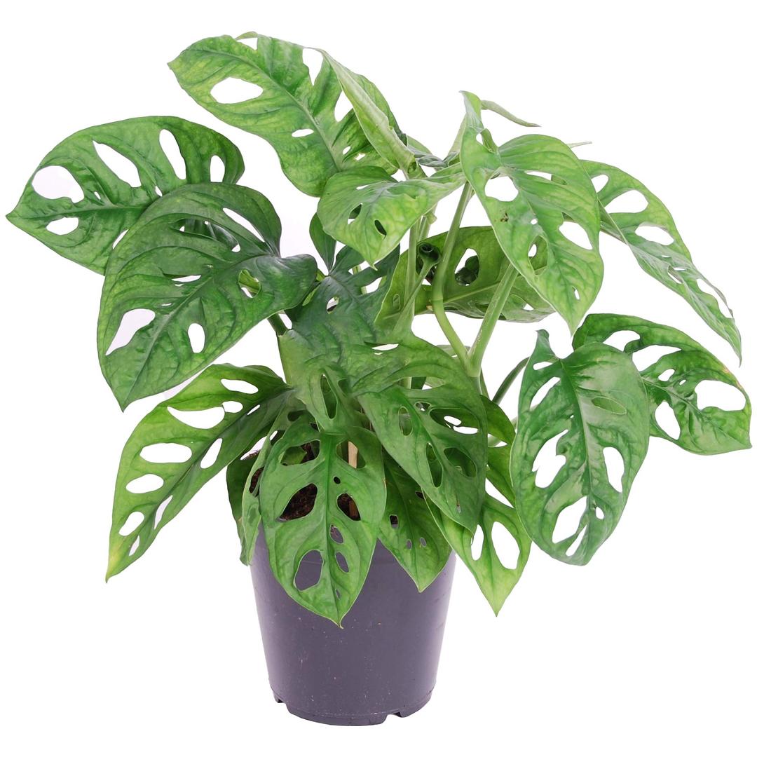 1 x Unique Monstera obliqua Monkey Leaf Potted Air Purifying 20-30cm Houseplant