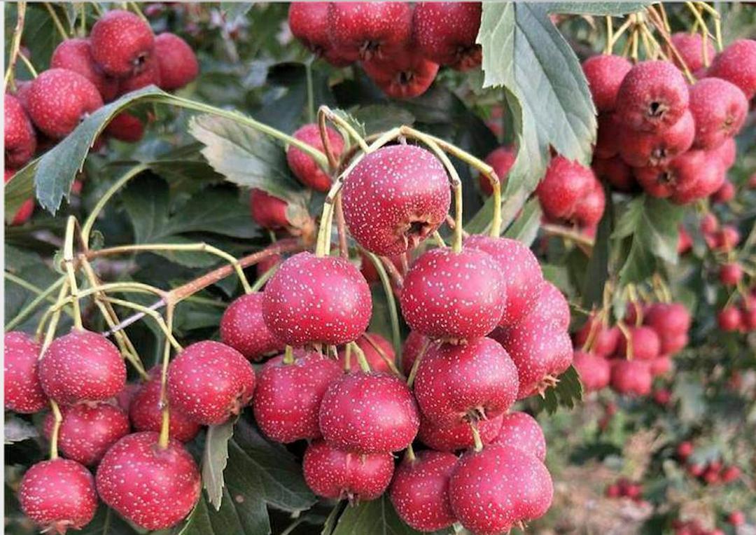 Chinese Hawthorn Tree （山楂 甜红子） grafted 2 Year Tree 2‘ Will Have Fruits Next Year （not Small seedlings）