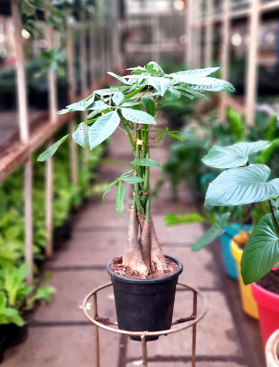 Root Bridges Pachira Aquatica Money Tree Plant