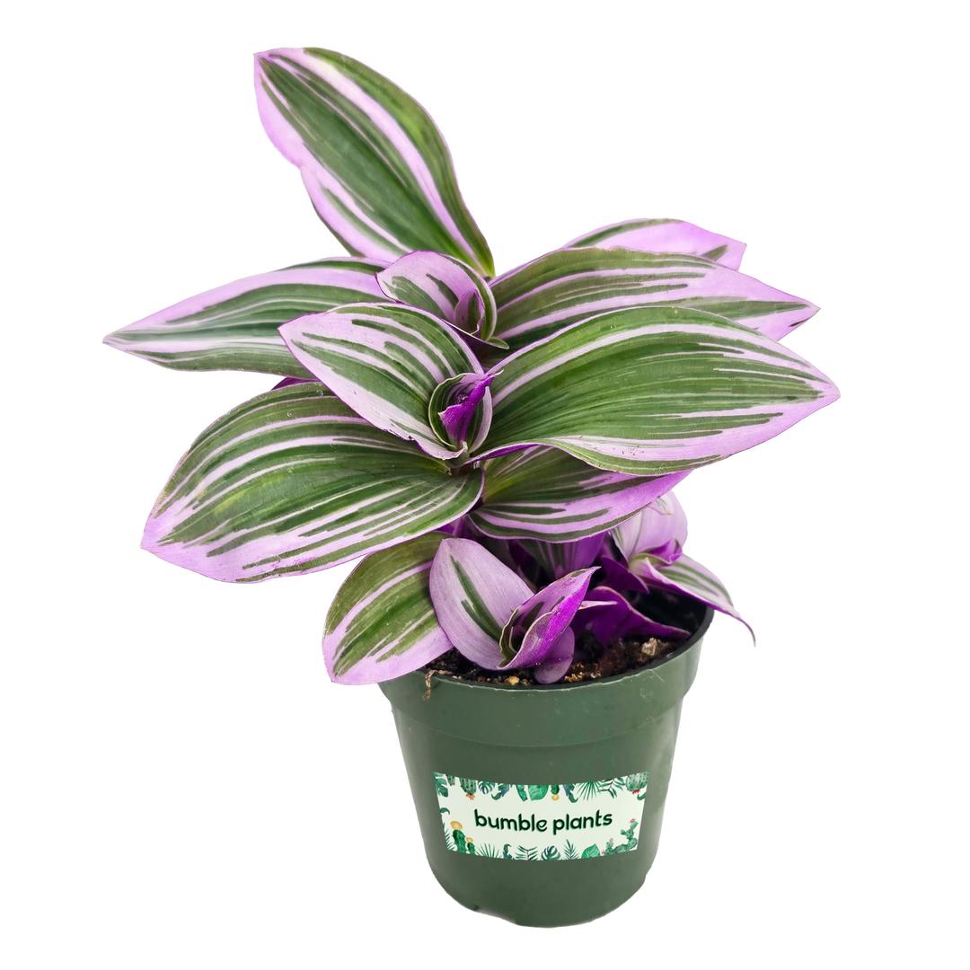 Bumble Plants Live Tradescantia Bubblegum Nanouk Purple Plant [Winter Thermal Packaging Included] | Fully Rooted Rare Houseplant for Home Office Wedding Decorations | Indoor and Outdoor Plant