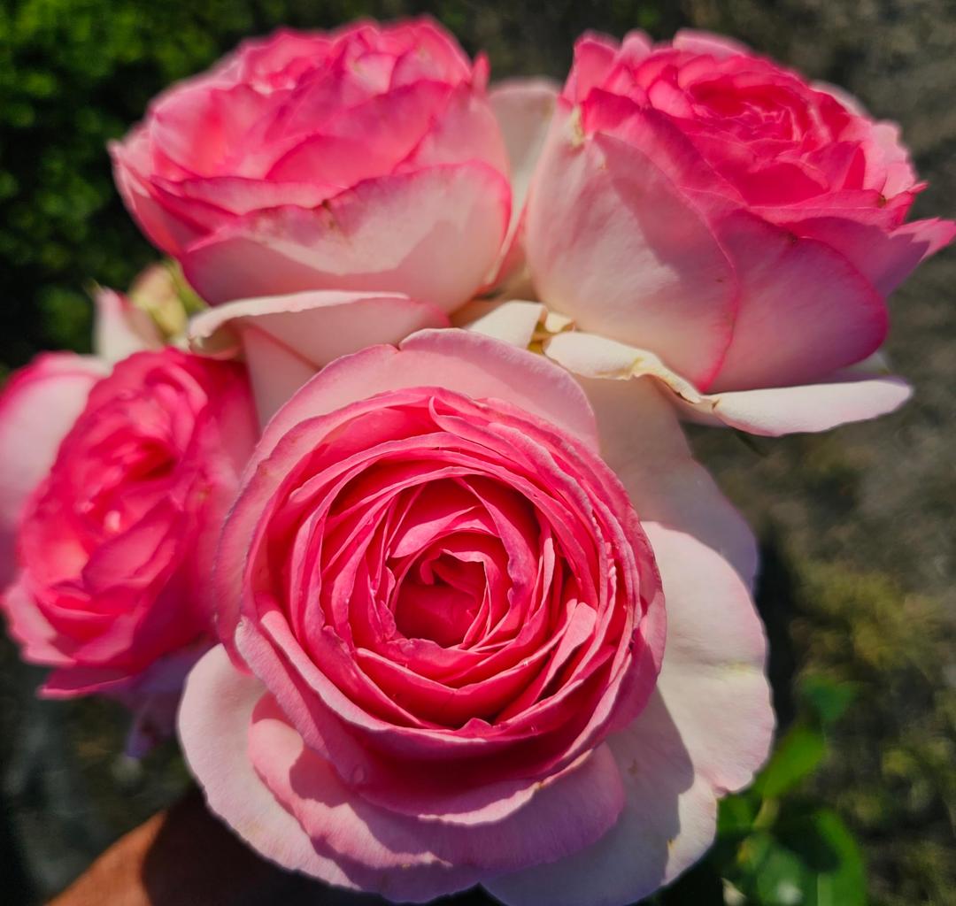 Ma Cherie Roses - Eden Rose Climbing Rose Live Plant, Rose Bushes Ready to Plant, Potted 2 Quart, Live Outdoor Plants, Pink Climbing Rose, Plant Gifts, Live Plants Outdoor, Roses Live Plants