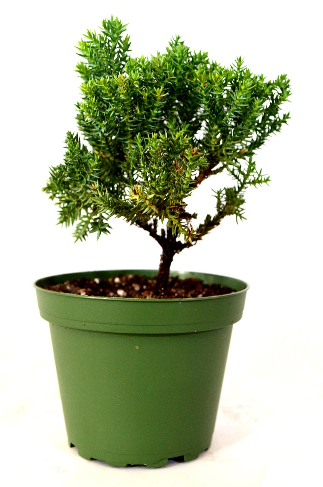 9GreenBox - Juniper Bonsai Starter - 4'' Pot