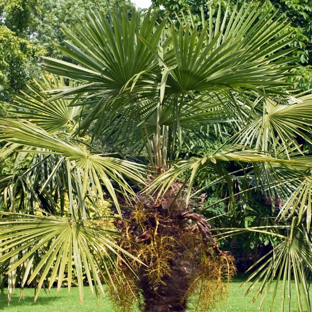 You Garden - 1 x Trachycarpus fortunei Chusan Palm, Outdoor, 50-55cm Tall, Exotic Patio Plant for Mediterranean Style Gardens Supplied as 1 x Established Fan Palm