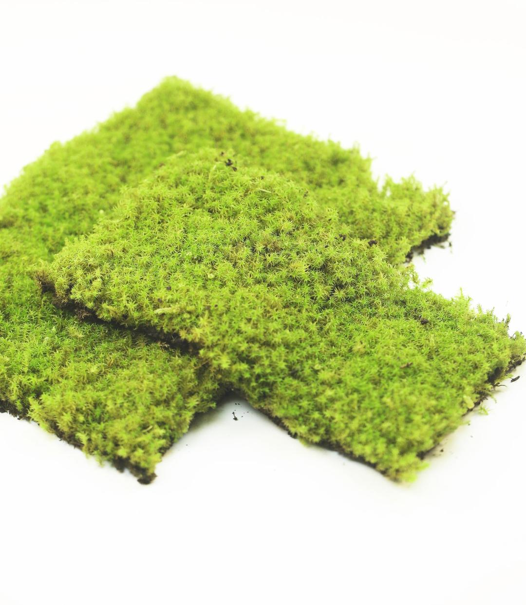 Fresh Live Moss Variety Pack - Ideal for DIY Terrariums, Miniature Bonsai, Potted Plants, Reptiles, Succulents, (A Whole Piece of 8" x8" Fresh Racomitrium Moss)