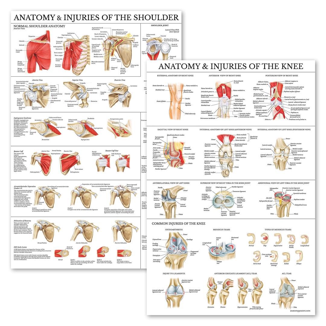 Palace Learning2 Pack - Anatomy and Injuries of The Knee & Shoulder Poster Set - Anatomical Chart Set - Laminated 18" x 24"