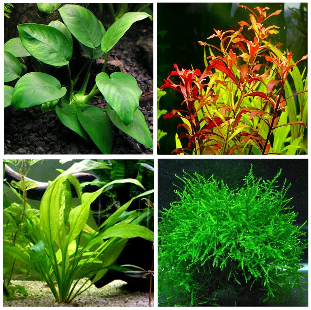 4 Types of Easy/Beginner Live Aquarium Plants - Anubias + Amazon Sword + Ludwigia + Java Moss BUY2GET1FREE!