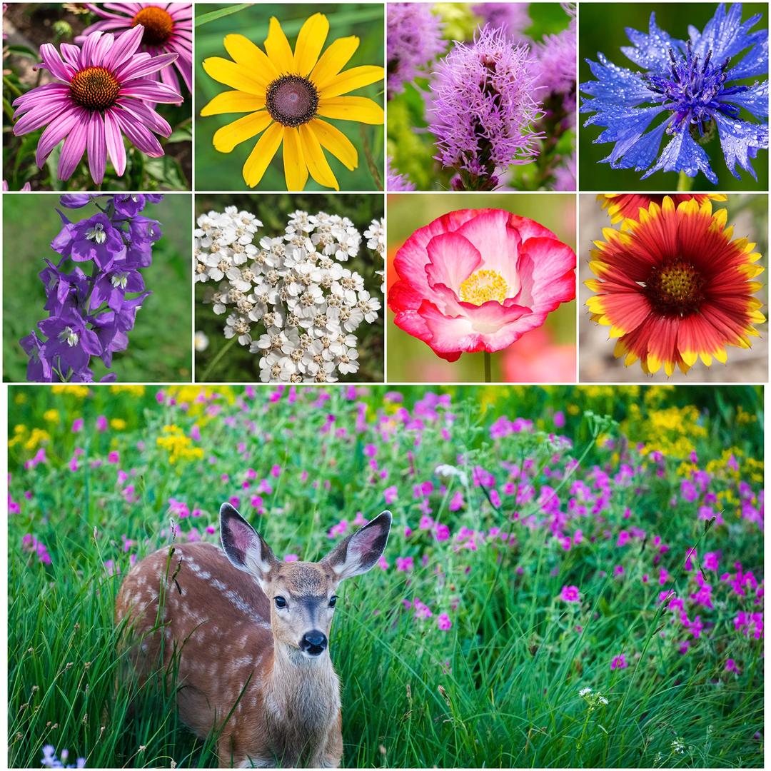 Seed Needs, Large 2 Ounce Package of 30,000+ Deer Resistant Wildflower Seed Mixture for Planting (99% Pure Live Seed Butterfly Attracting - NO Filler) Annual Perennial - Bulk